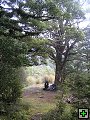 thn_NZ leden-unor 2006 295.jpg